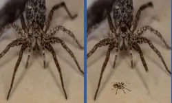 Spider Hidden Difference