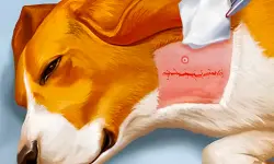 https://www.poki.com.es/game/dog-hospital