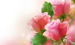 Pink Roses Puzzle image