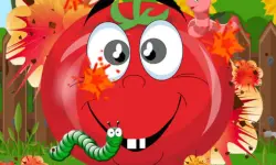 Tomato Explosion image