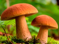 Mushroomers 2 New Season